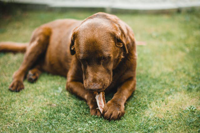 Brown dog eating a bone