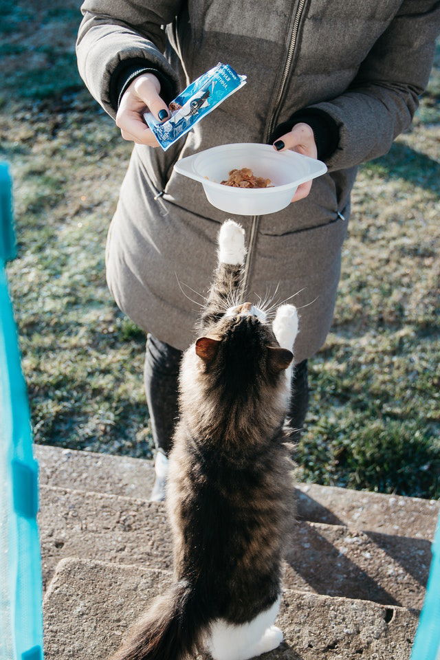 Looking after your pet while you're on holiday