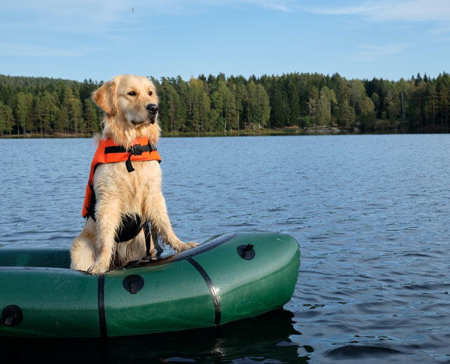 Looking after your pet while you're on holiday