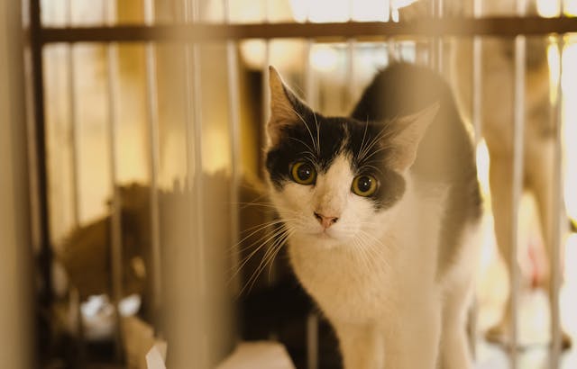 Close-up of a black and white cat standing in a cage