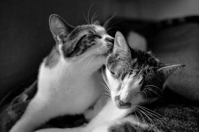 Cats in gray scale photo