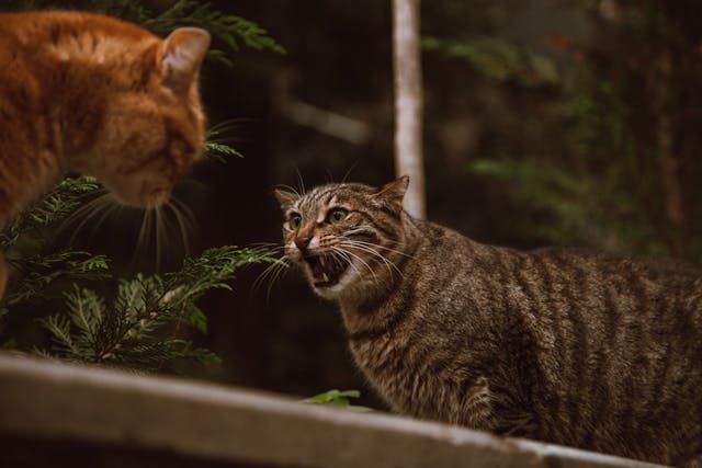 Cats on fighting stance