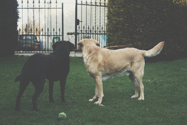 Two adult dogs looking at gate