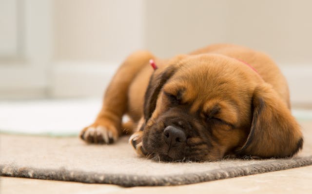 Short-coated brown puppy sleeping on brown mat