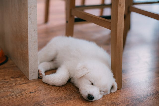 A cute dog sleeping on a wooden floor