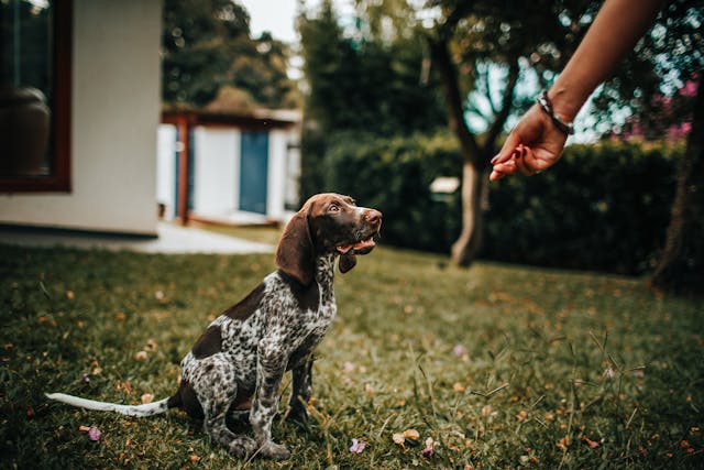 Owner giving a dog a treat