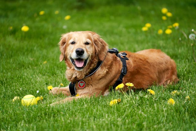 An adult field trial golden retriever is lying on the grass and guarding her ball