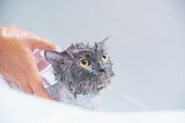 A Person Taking a Bath of Pet Cat