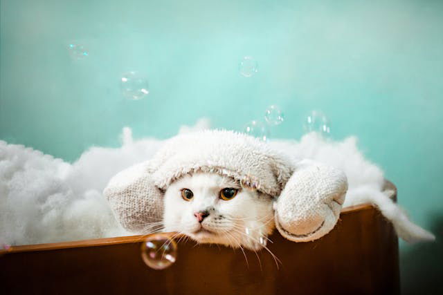 Cute white cat in pet bath with foam
