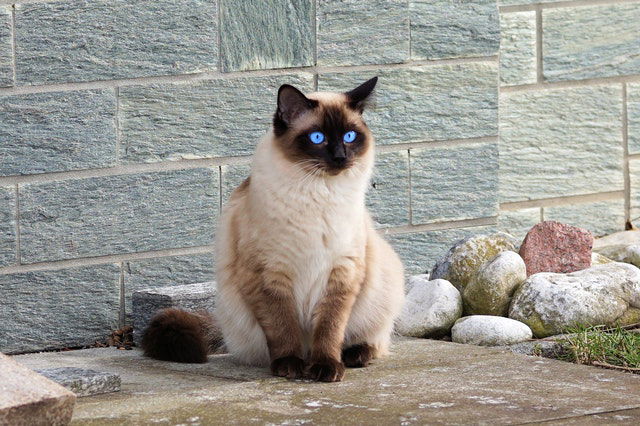 The UK's most popular cat breeds