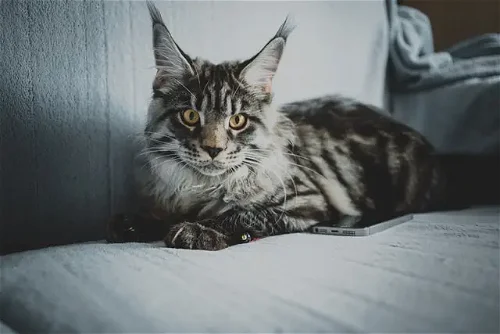 Popular Cat Breed: Maine Coon
