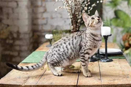 Popular Cat Breed: Savannah