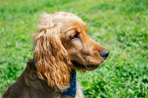 Popular Dog Breed: Cocker Spaniel