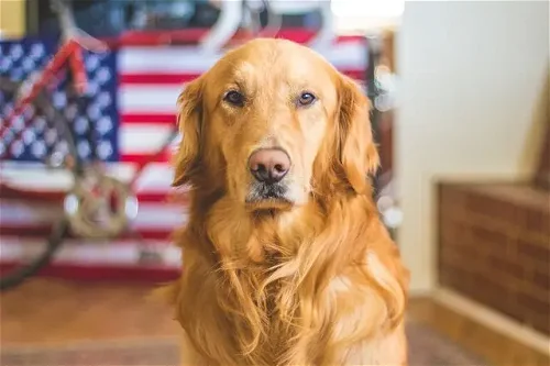 Popular Dog Breed: Golden Retriever