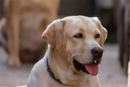 Popular Dog Breed: Labrador Retriever