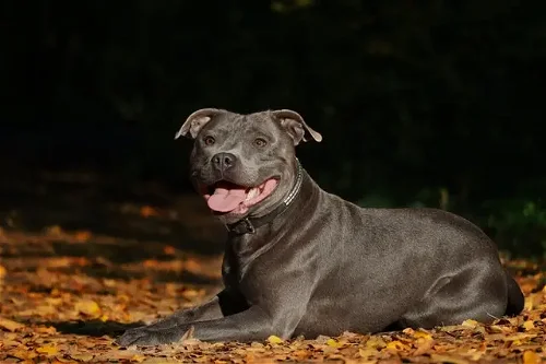 Popular Dog Breed: Staffordshire Bull Terrier