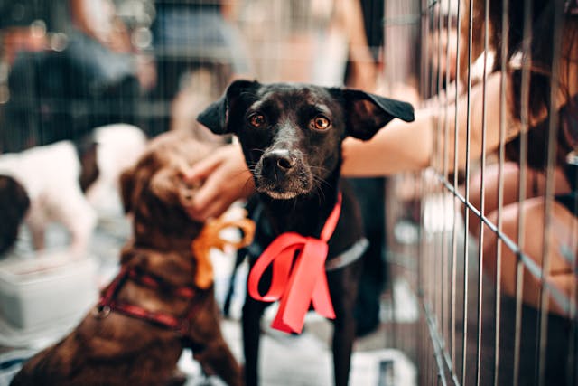 Photo of Black Puppy