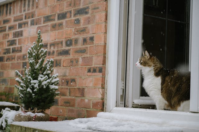 A cat sitting in the snow outside a window