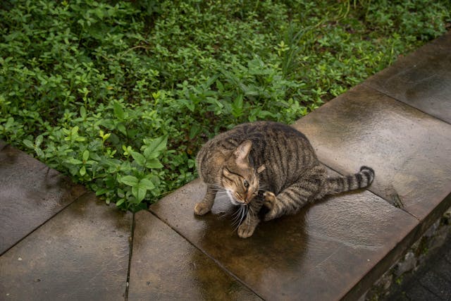 Scratching stray cat