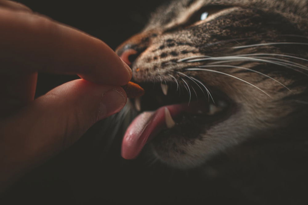 Person feeding gray animal