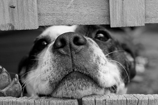 Short coated dog between wooden boards