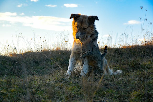 Cat rubbing against a dog