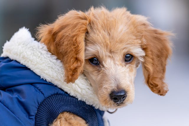 Adorable puppy in blue wear